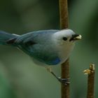 Blau-grauer Tanager