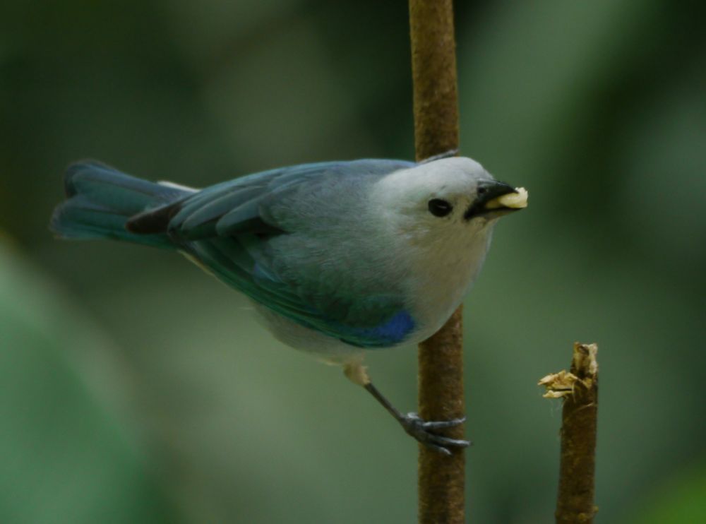 Blau-grauer Tanager