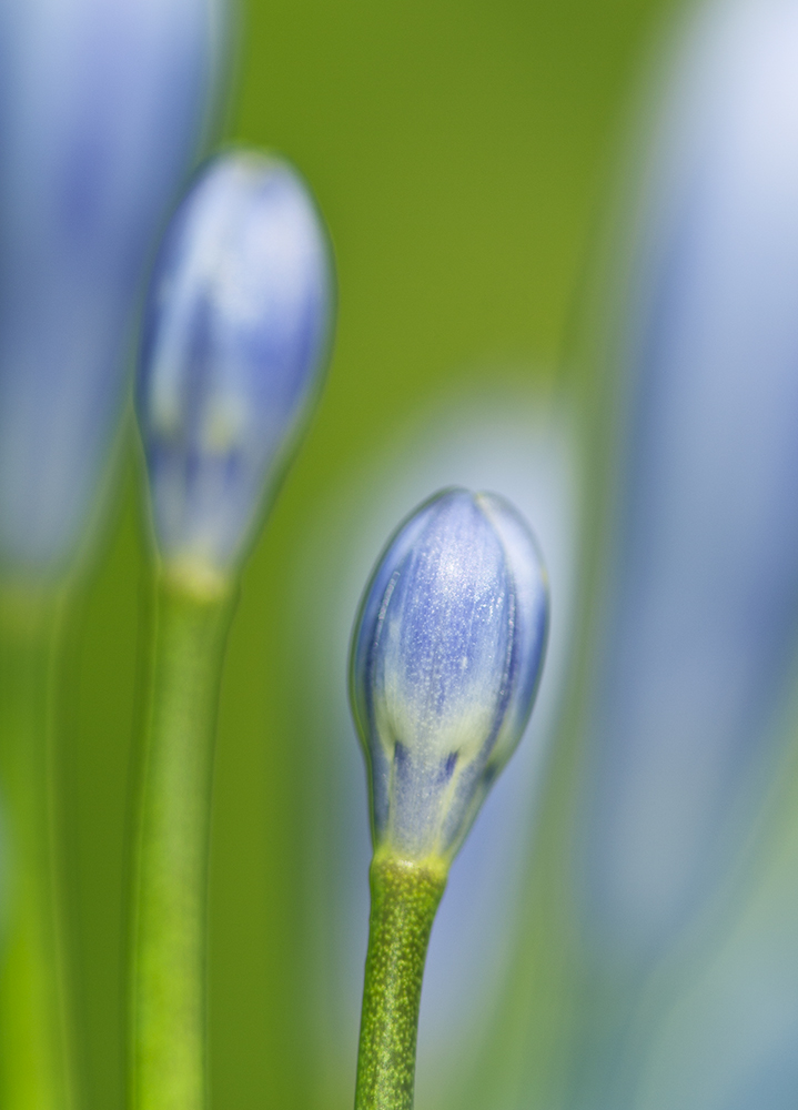 Blau & Grün von Nicolai H. 