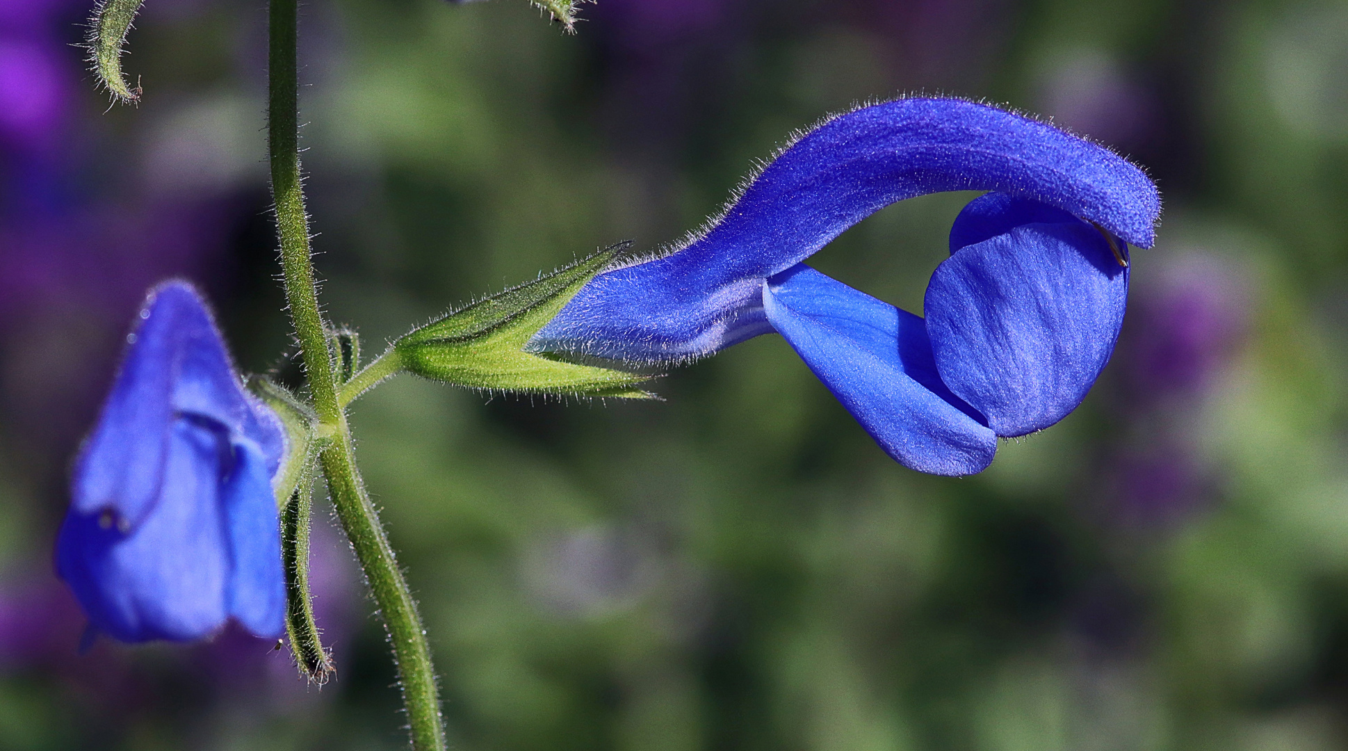 blau - grün.....