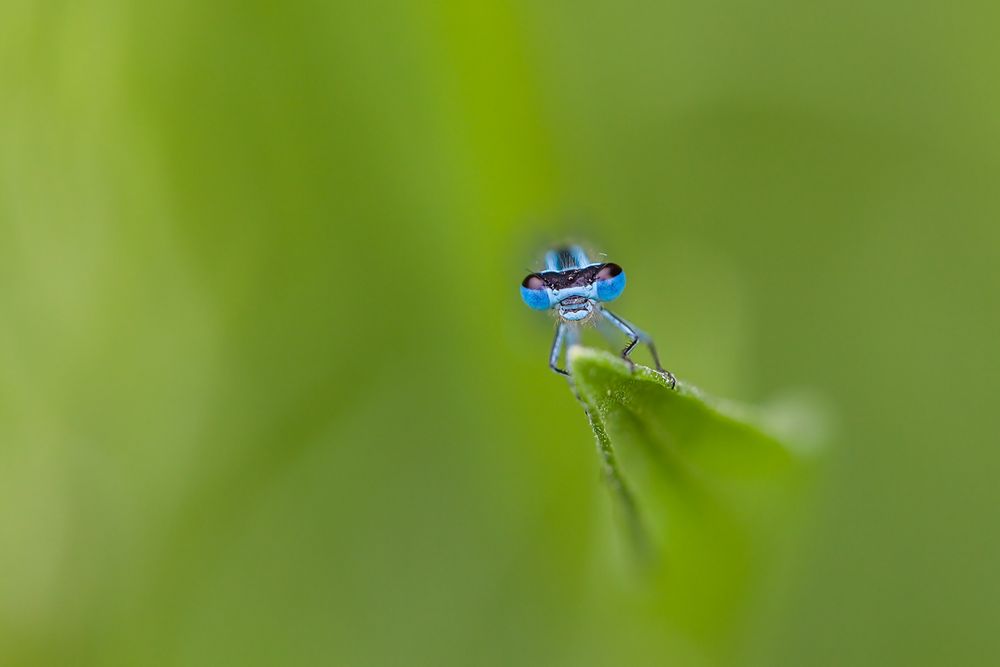 blau grün