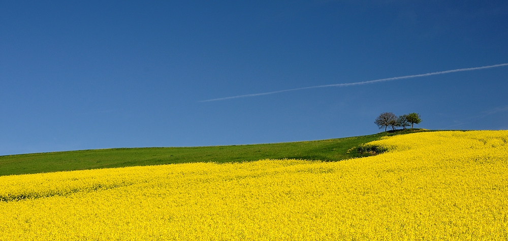 Blau, Grün, Gelb und 4 Bäume.