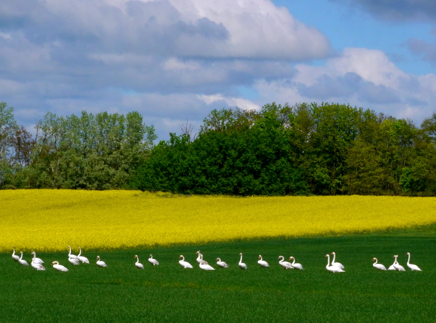 Blau-Grün-Gelb- Weiss