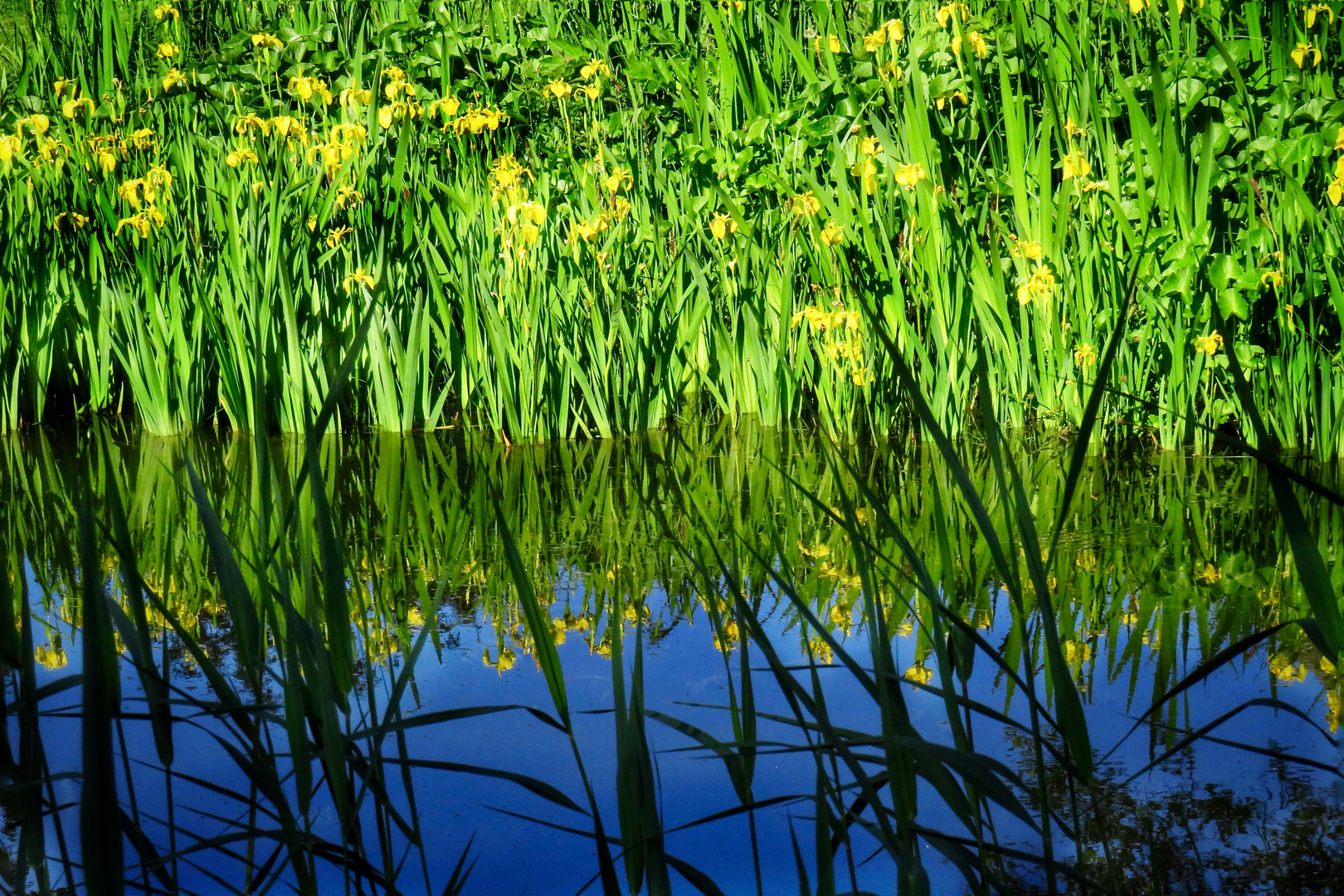 Blau : Grün   oder    Grün :  Blau 