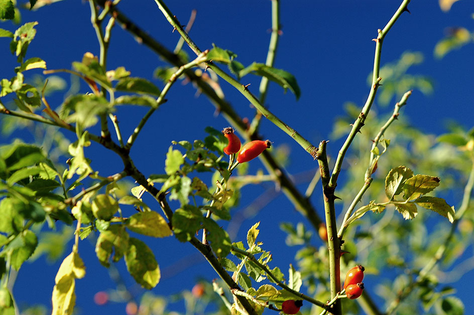 Blau .. Grün .. Rot ..//