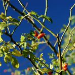 Blau .. Grün .. Rot ..//