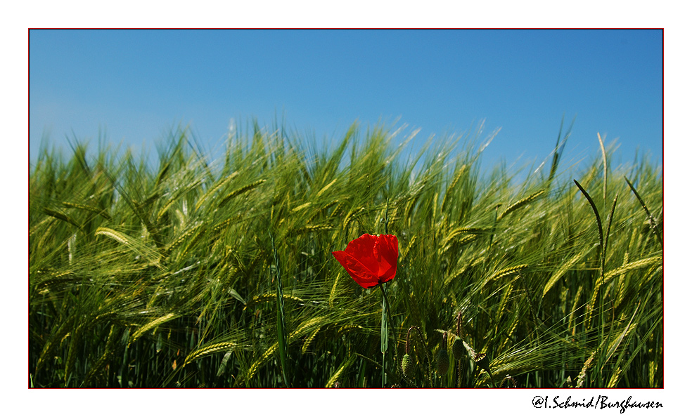 blau... grün... rot