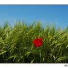 blau... grün... rot