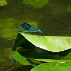 Blau-grüne Libelle
