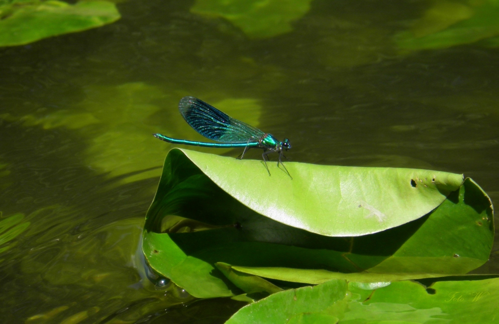 Blau-grüne Libelle