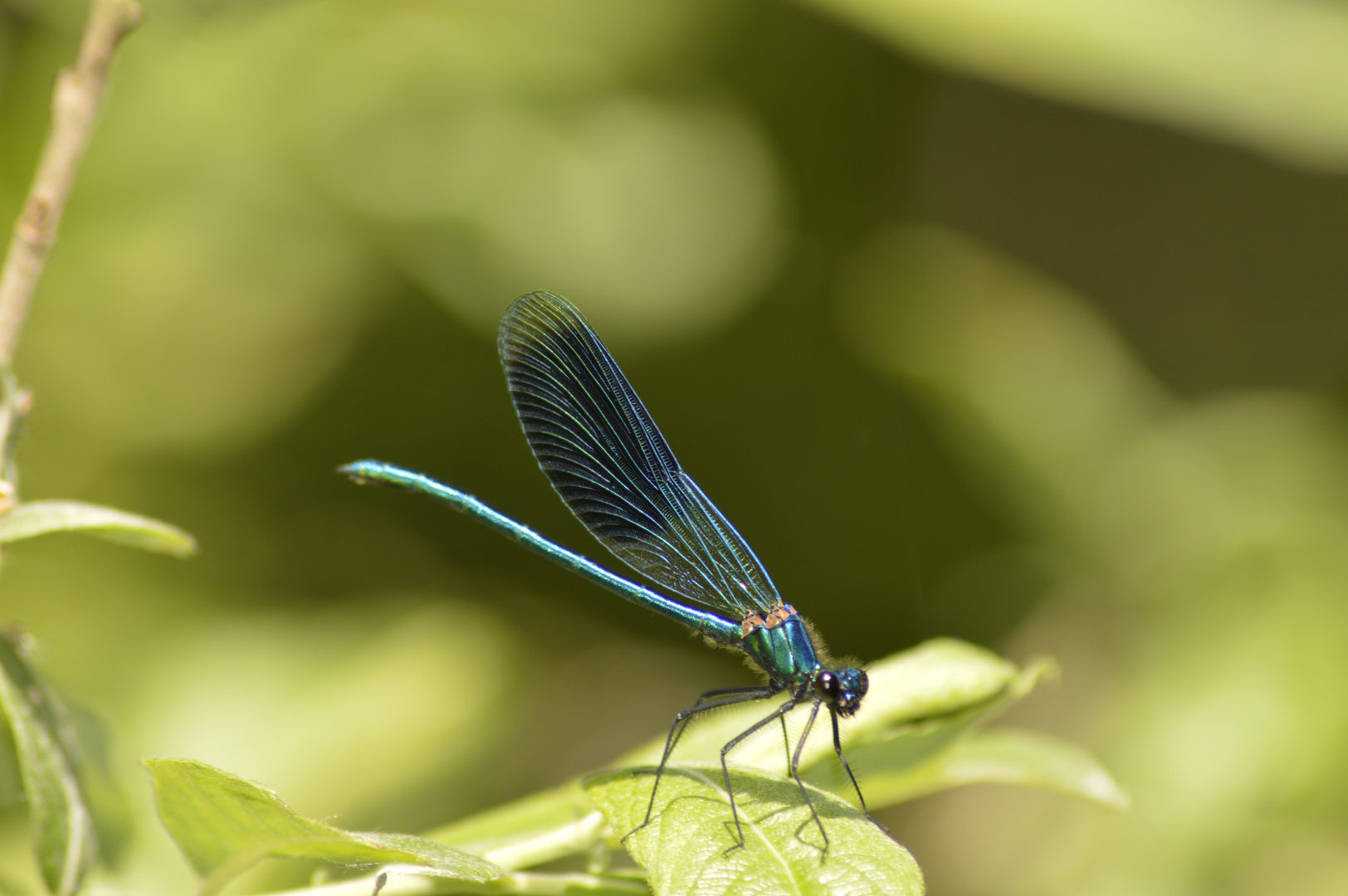 blau-grüne Libelle