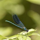 blau-grüne Libelle