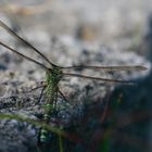 blau grüne Mosaik Jungfer