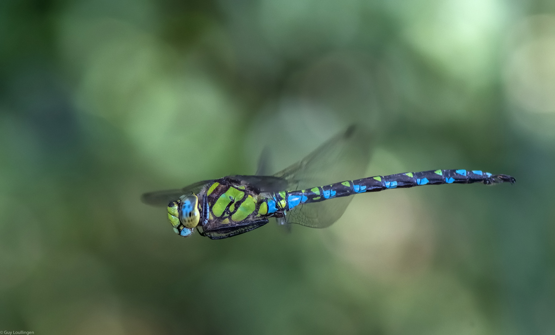 blau-grüne Mosaikjungfer