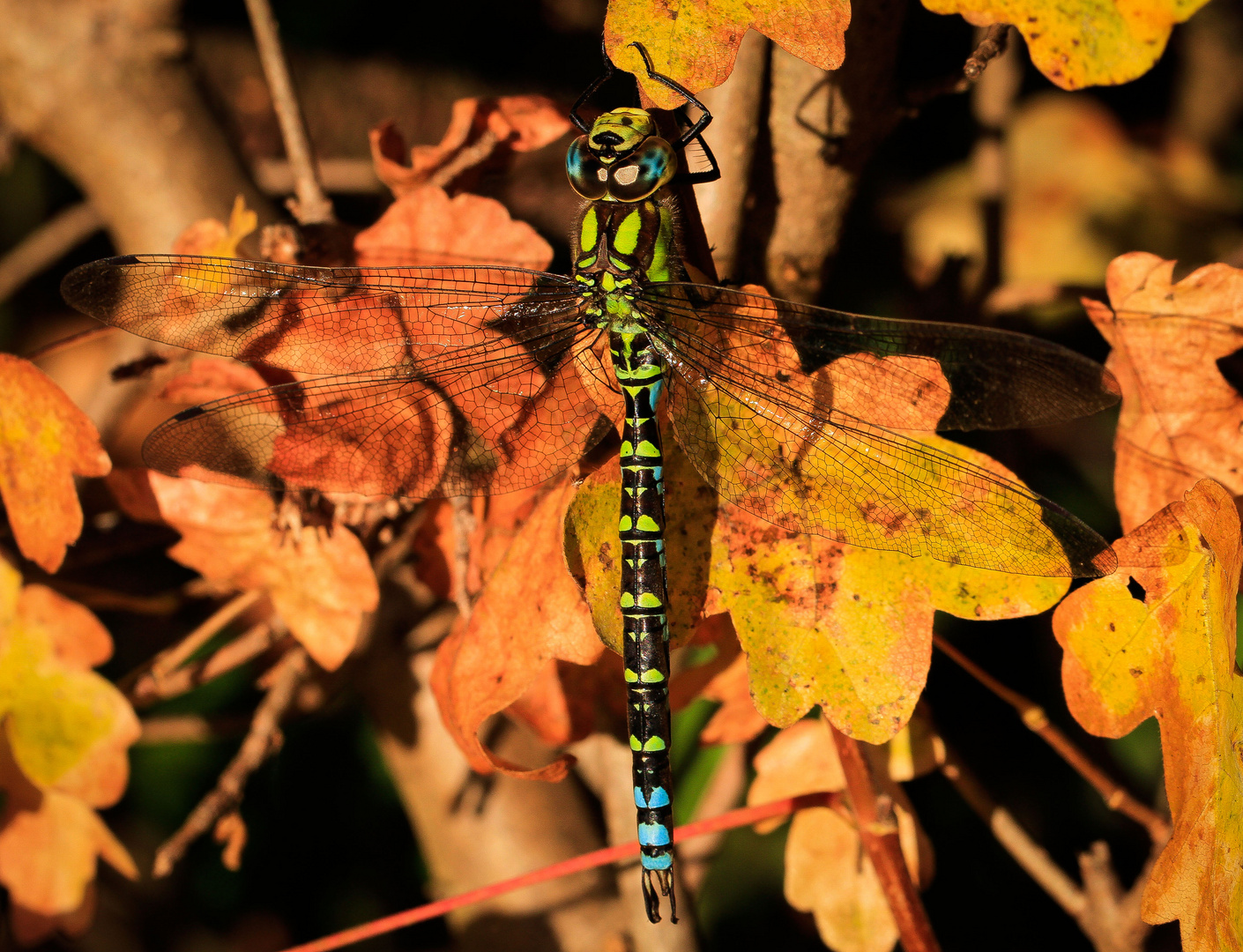 blau-grüne Mosaikjungfer