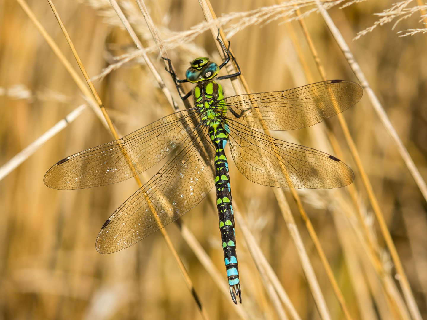 Blau-Grüne Mosaikjungfer 