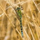 Blau-Grüne Mosaikjungfer 