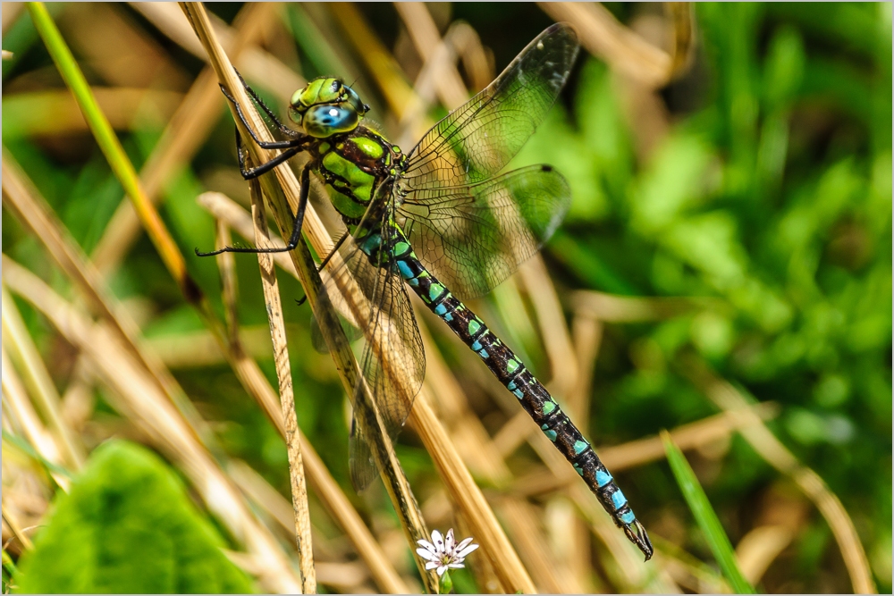 Blau-Grüne Mosaikjungfer (Aeshna cyanea)