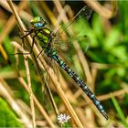 Blau-Grüne Mosaikjungfer (Aeshna cyanea)