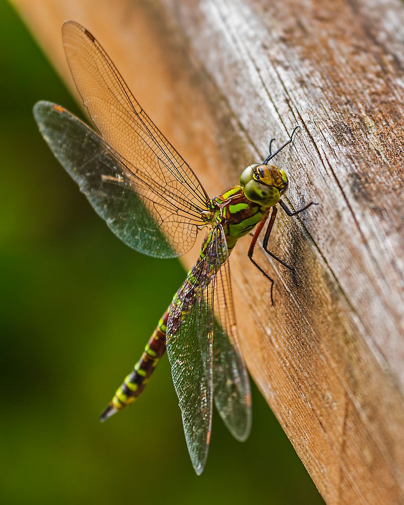 Blau-Grüne Mosaikjungfer (Aeshna cyanea) 1