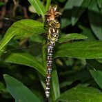 Blau-Grüne Mosaikjungfer (Aeshna cyanea)