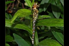 Blau-Grüne Mosaikjungfer (Aeshna cyanea)