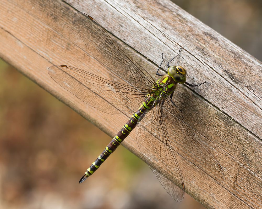 Blau-Grüne Mosaikjungfer (Aeshna cyanea) 2