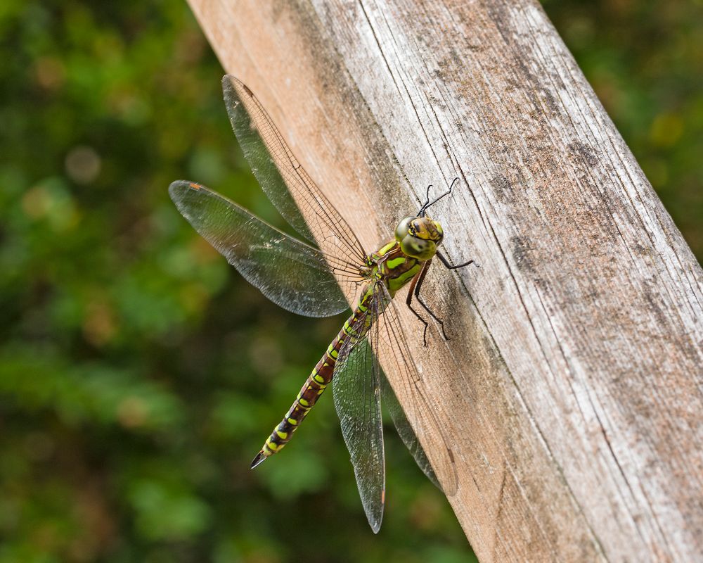 Blau-Grüne Mosaikjungfer (Aeshna cyanea) 3