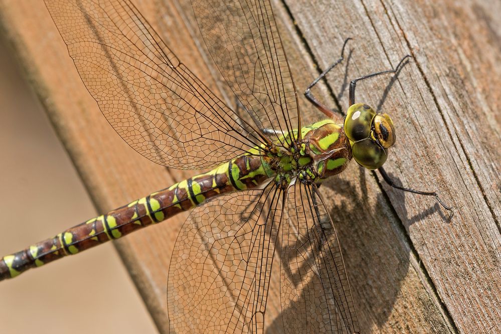 Blau-Grüne Mosaikjungfer (Aeshna cyanea) 4