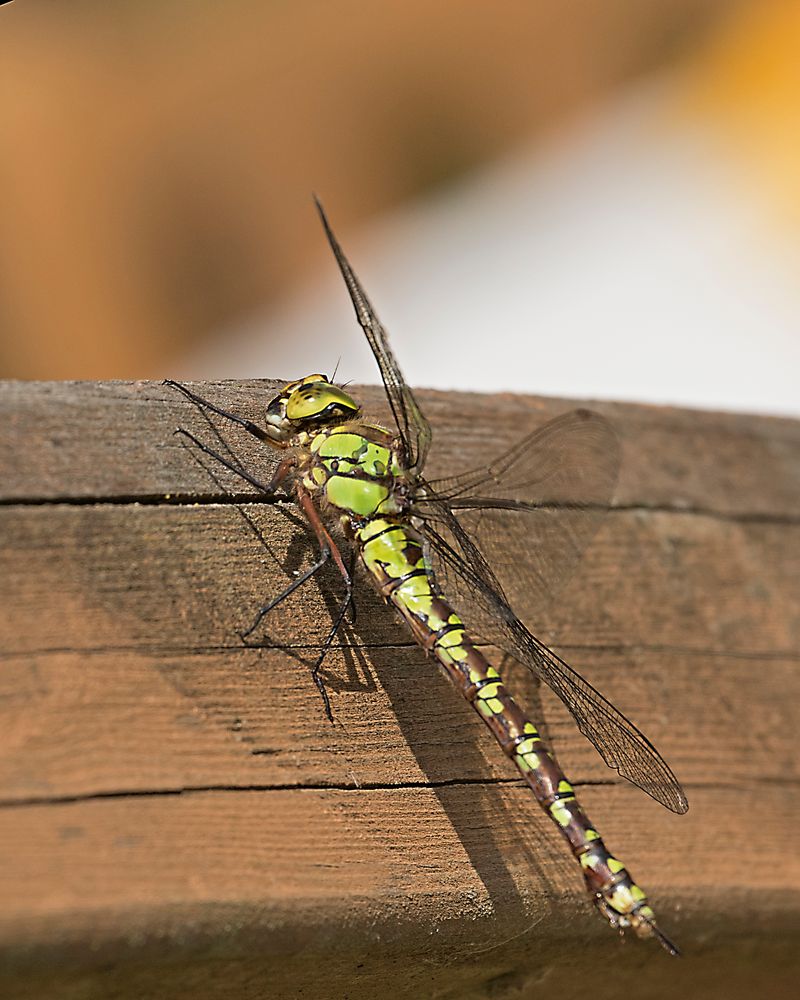 Blau-Grüne Mosaikjungfer (Aeshna cyanea) 5