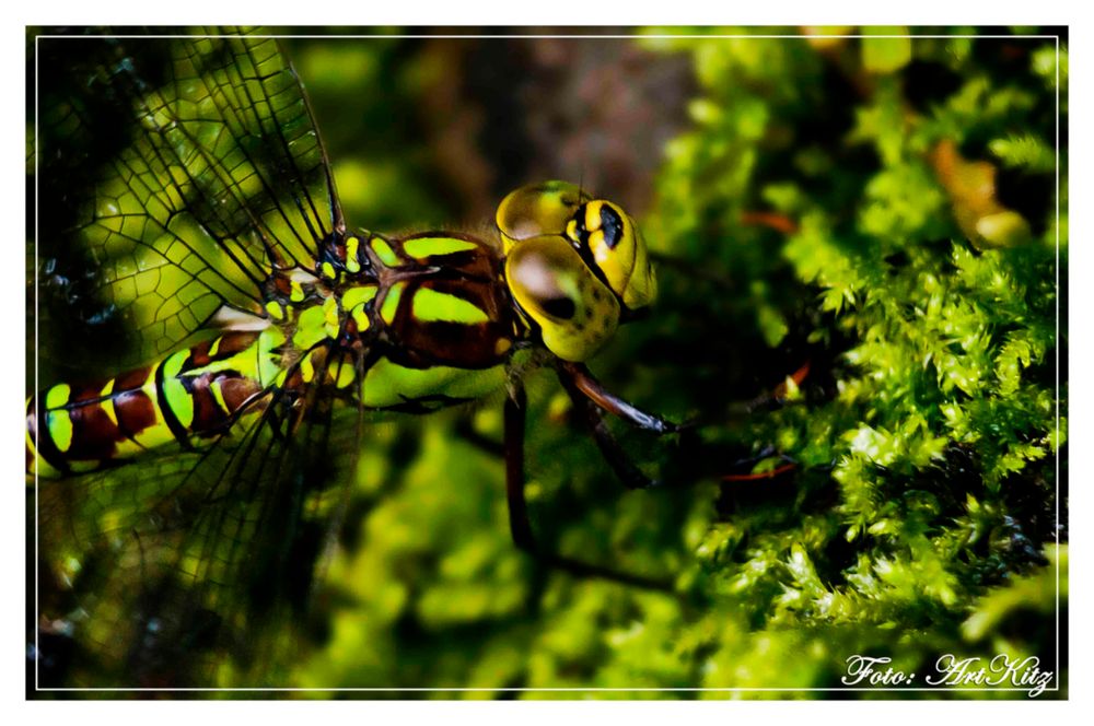 Blau-Grüne Mosaikjungfer (Aeshna cyanea)