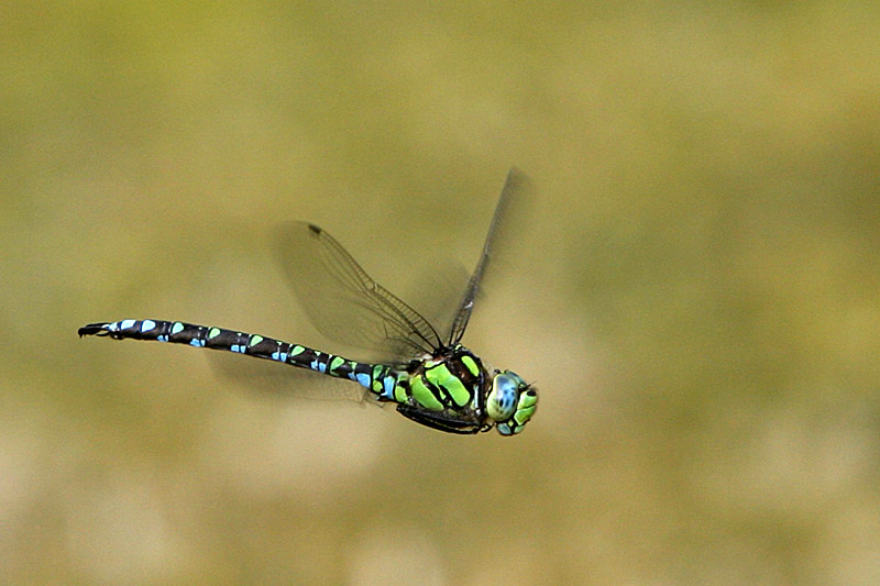 blau grüne Mosaikjungfer (Aeshna cyanea) im Flug