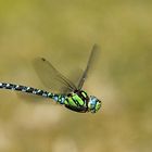 blau grüne Mosaikjungfer (Aeshna cyanea) im Flug