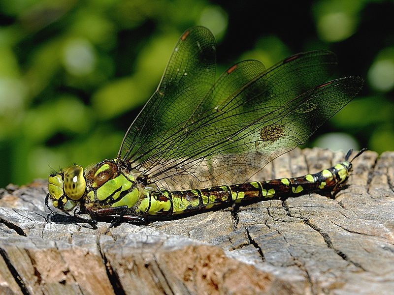 blau-grüne Mosaikjungfer (Aeshna cyanea) Weibchen