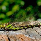 blau-grüne Mosaikjungfer (Aeshna cyanea) Weibchen