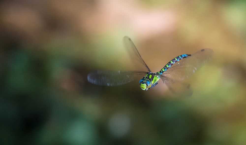 blau-grüne Mosaikjungfer