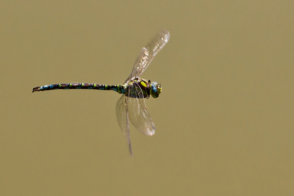 Blau-Grüne Mosaikjungfer