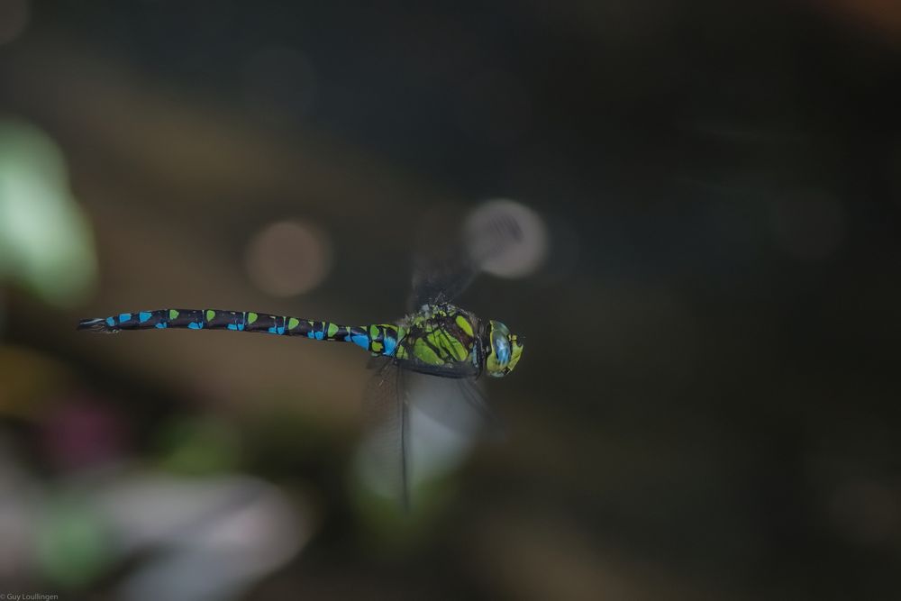 blau-grüne Mosaikjungfer _ d