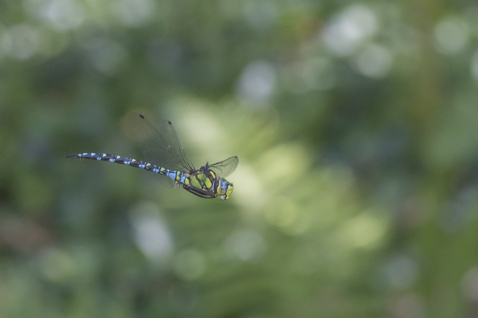 blau-grüne Mosaikjungfer