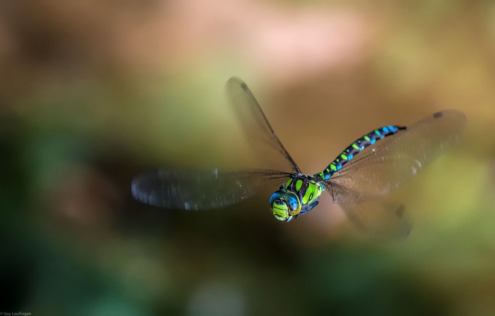 blau-grüne Mosaikjungfer_4