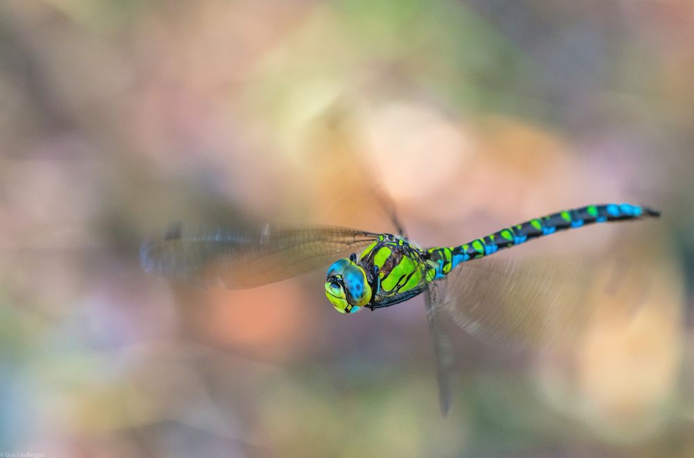 blau-grüne Mosaikjungfer_5