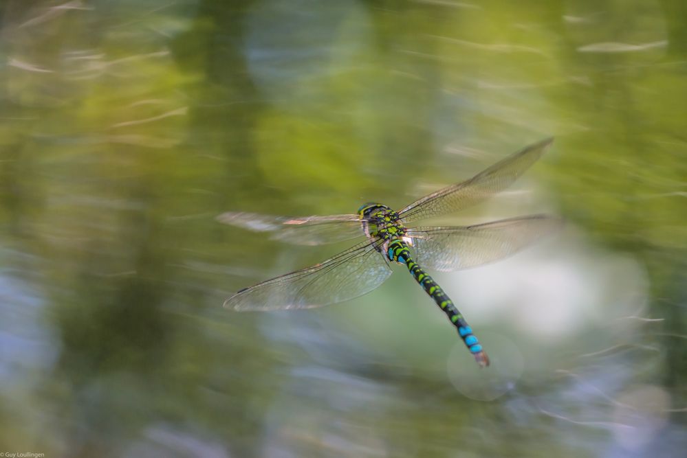 blau-grüne Mosaikjungfer_9