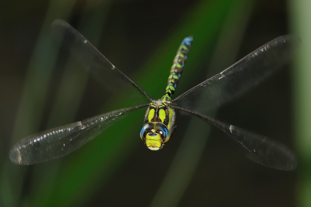 blau-grüne Mosaikjungfer_b