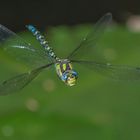 blau-grüne Mosaikjungfer_b