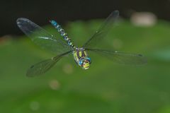 blau-grüne Mosaikjungfer_b