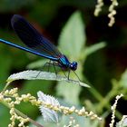 Blau-Grüner-Effektlack