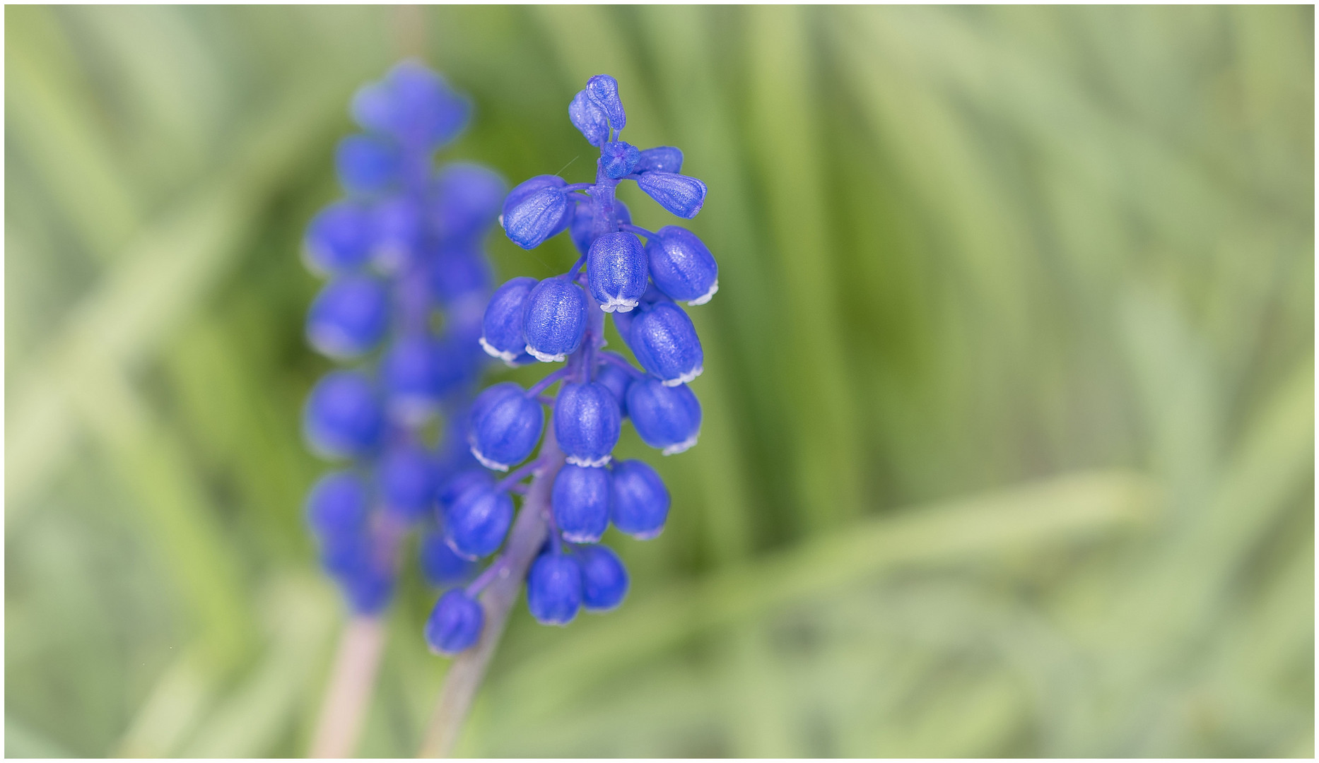 Blau im Garten