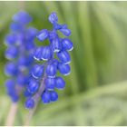 Blau im Garten