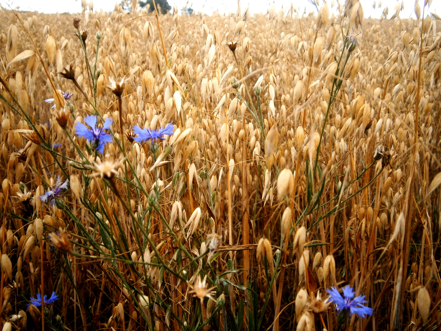 blau im Hafer...