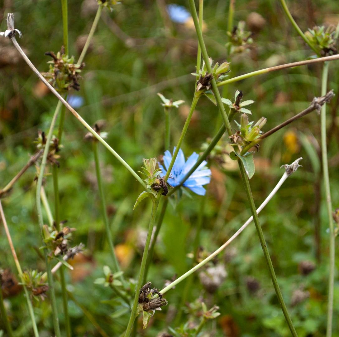 Blau im Herbst